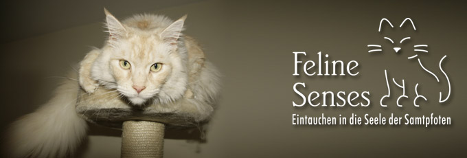 http://www.feline-senses.de